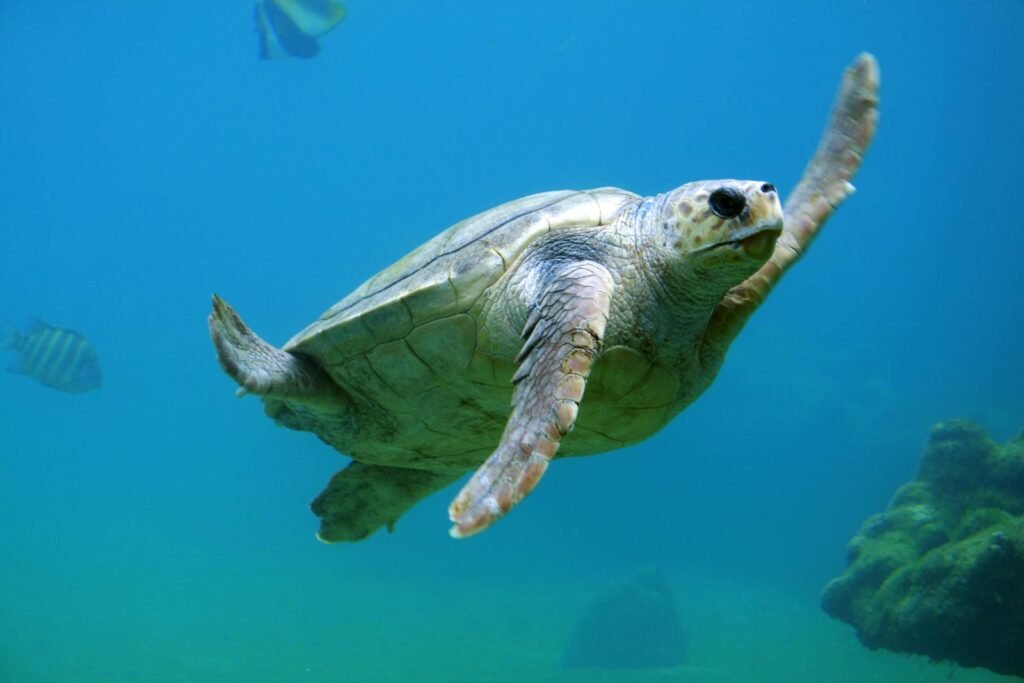 A sea turtle gracefully swimming underwater in the clear blue ocean, surrounded by fish.