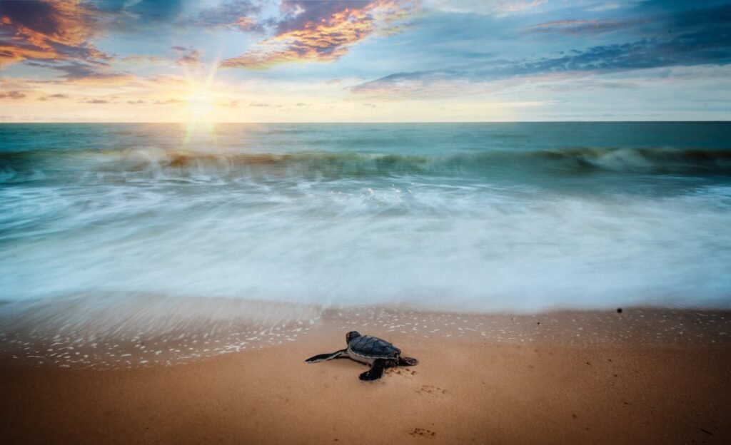 A sea turtle on the shore with ocean waves and a stunning sunrise in the background.