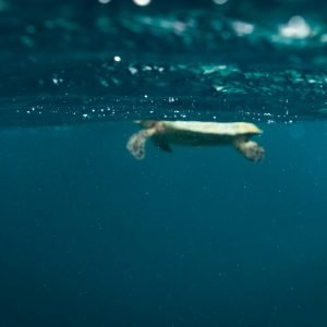 a turtle swimming in the ocean with its head above the water